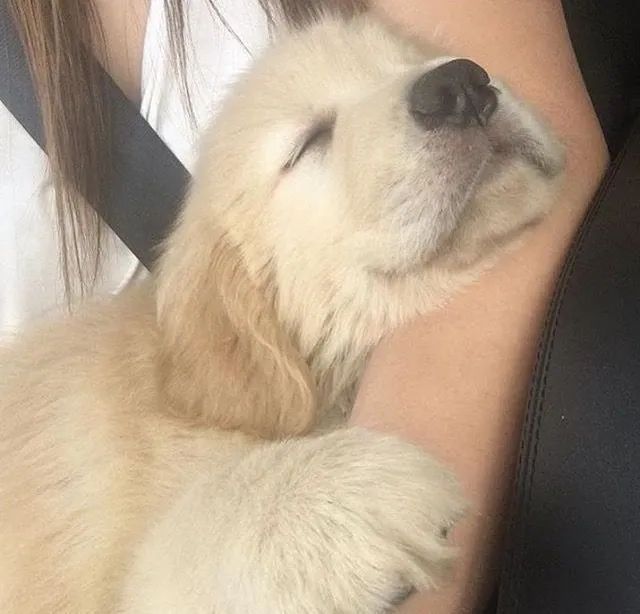 Golden 