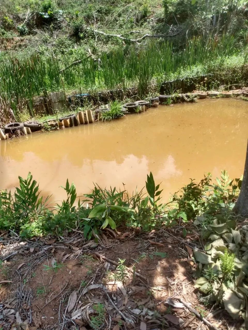 Roça com casa, pomar, pesca - Foto 5