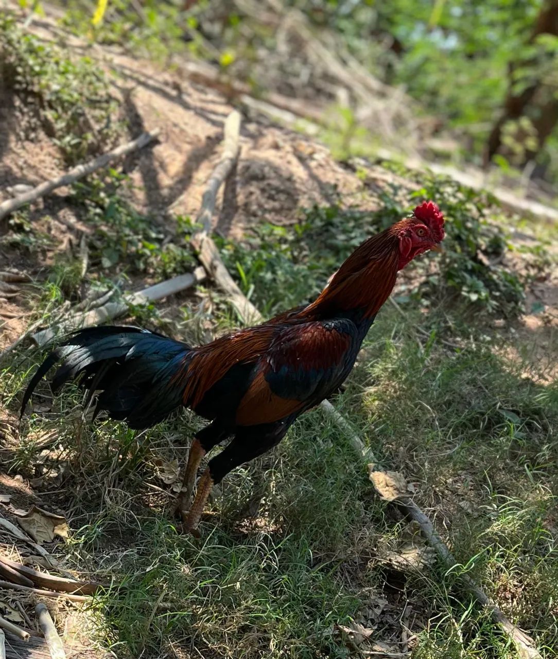 Frango índio - Foto 3