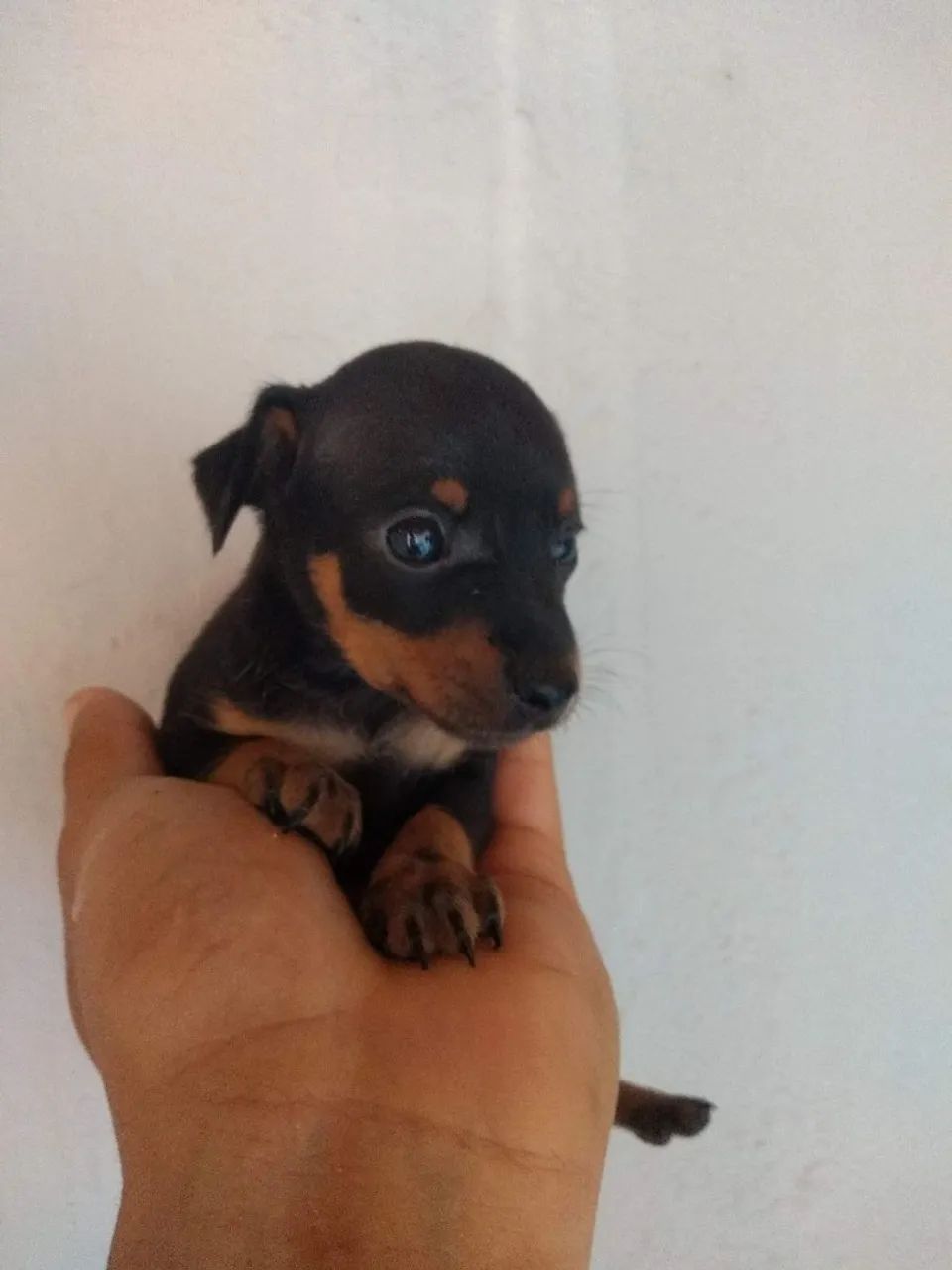 Pinscher 0 - Foto 4