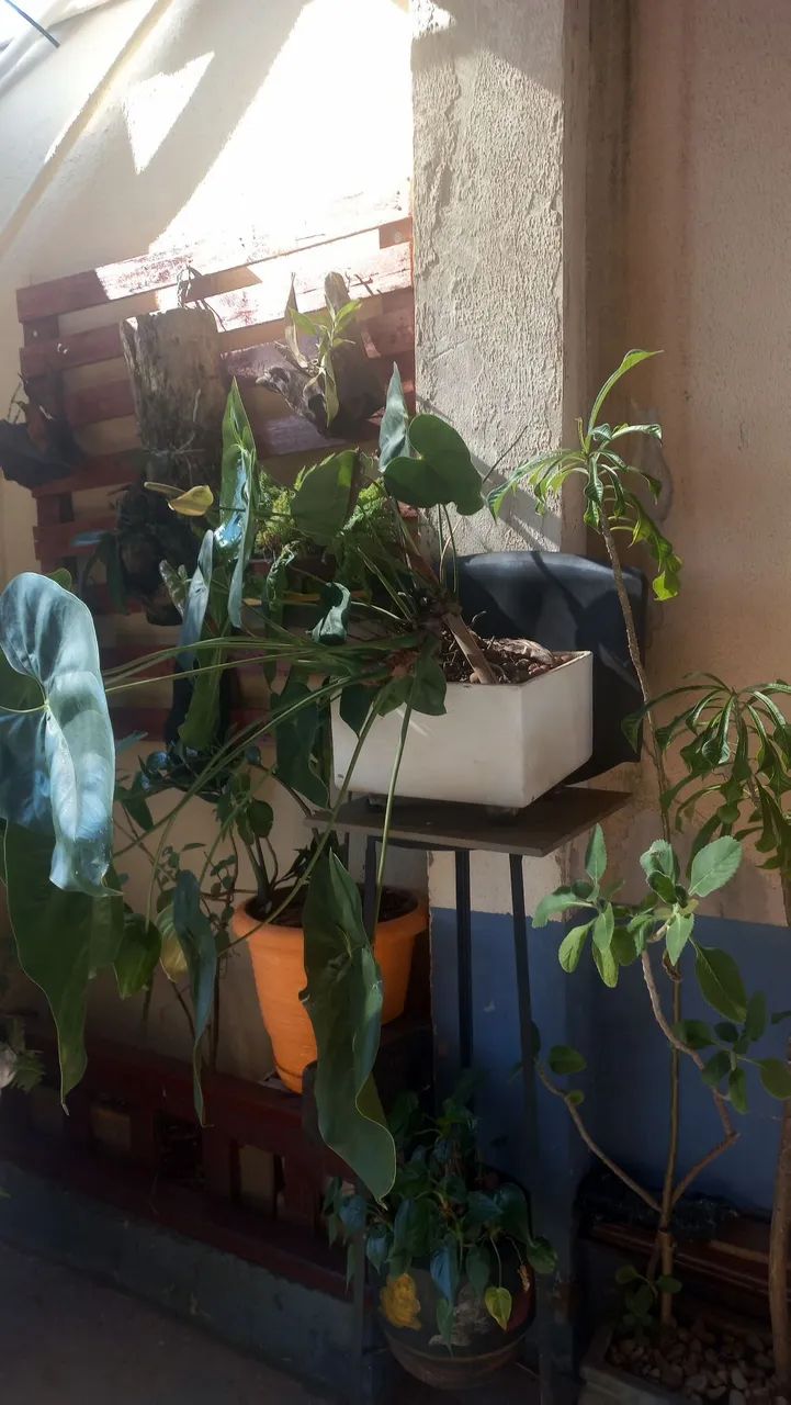 Plantas 