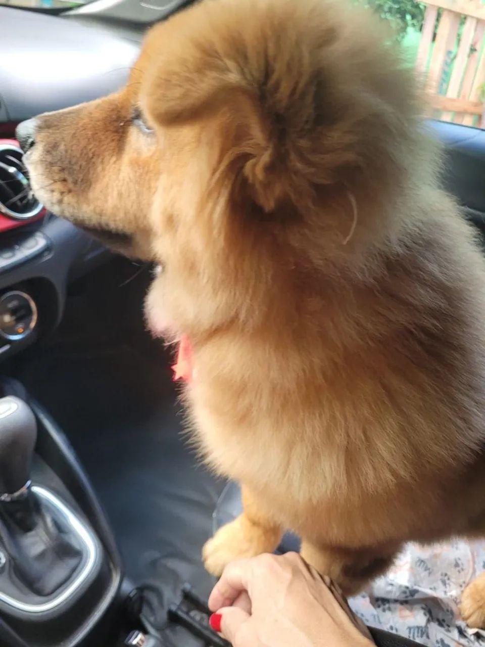 Chow-chow fêmea  - Foto 4