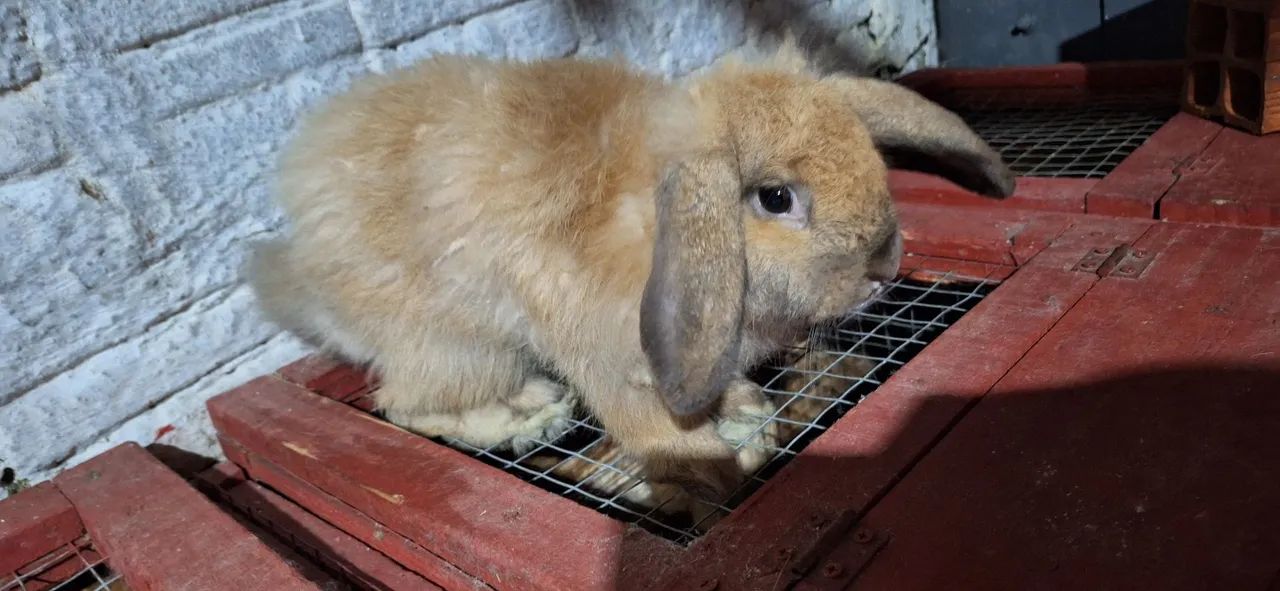 Coelhos mini lop uruquaio  - Foto 3