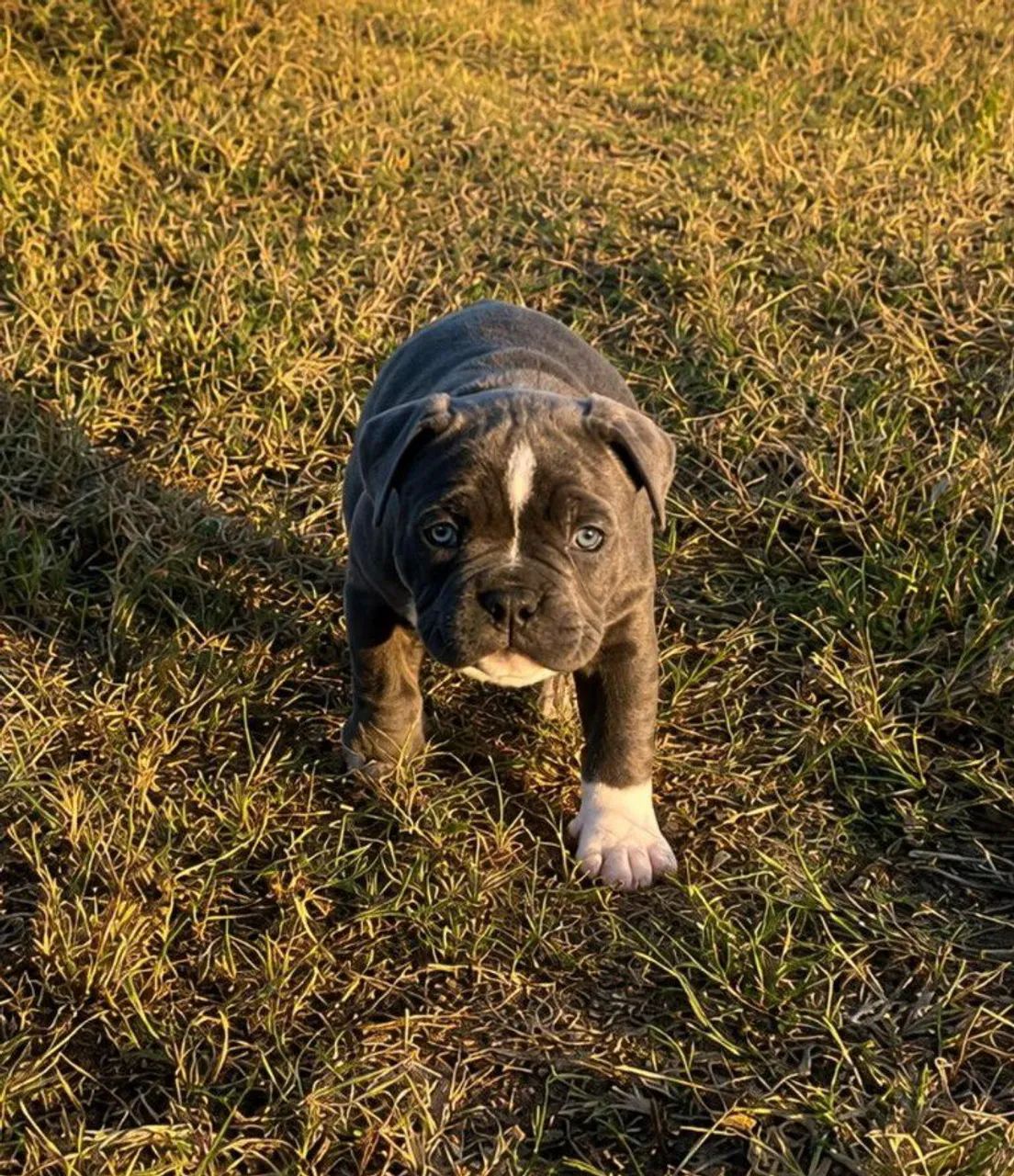 American Bully Pocket 