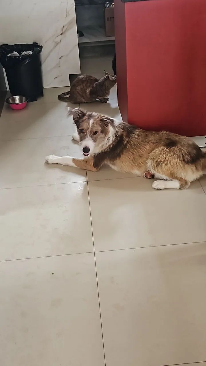 Doação de cachorro - Foto 3