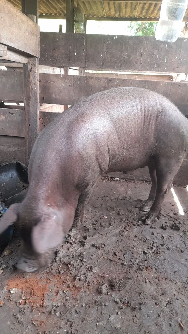 Vendo porco BARRÃO  - Foto 2