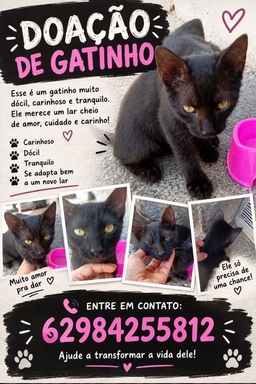 gatos 