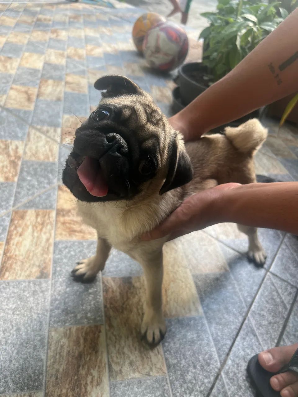 Pug fêmea 
