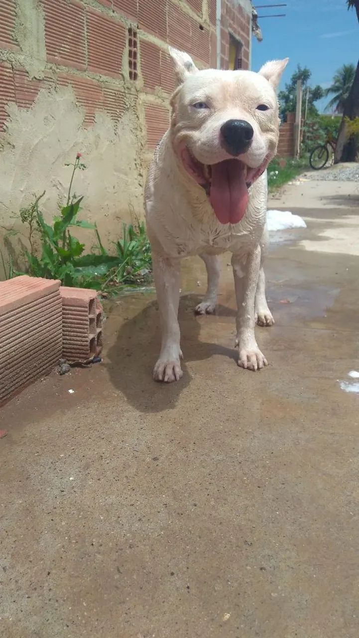 Adoção de pitbull - Foto 5