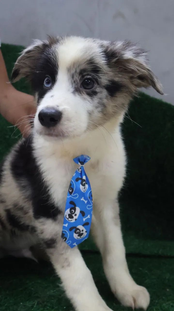 Border Collie Blue Merle Macho  - Foto 3