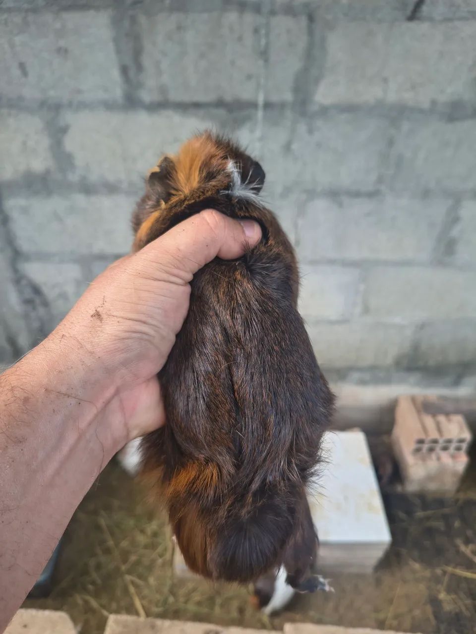 Porquinhos da índia MACHOS - Foto 5