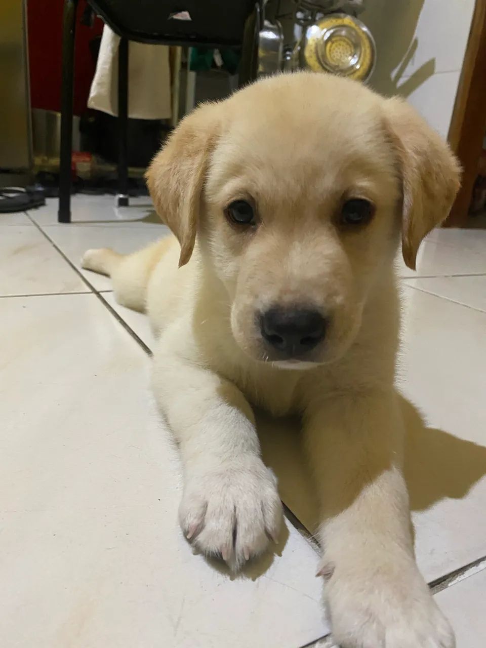 Vendo filhote de labrador - Foto 4