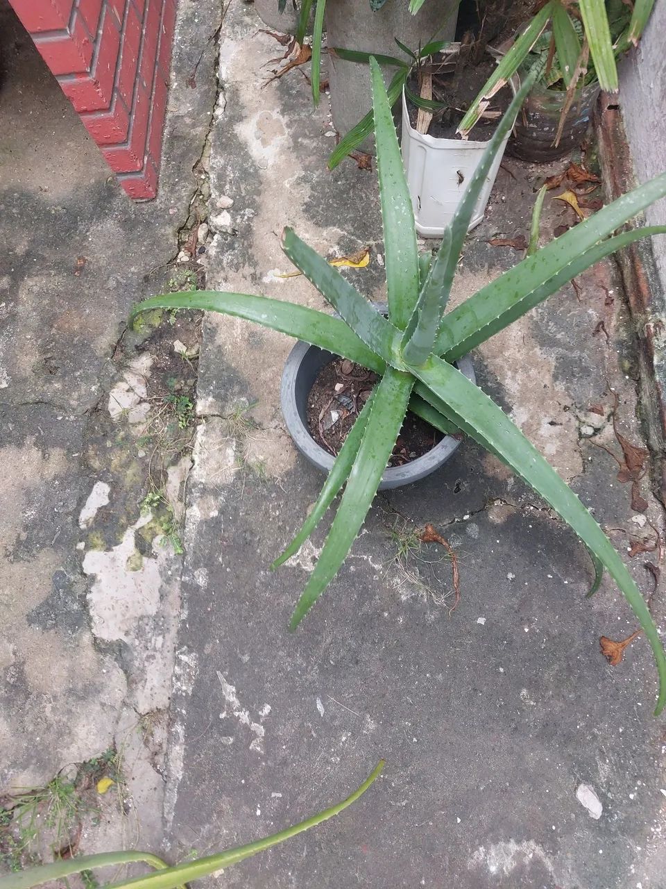 Baboseira