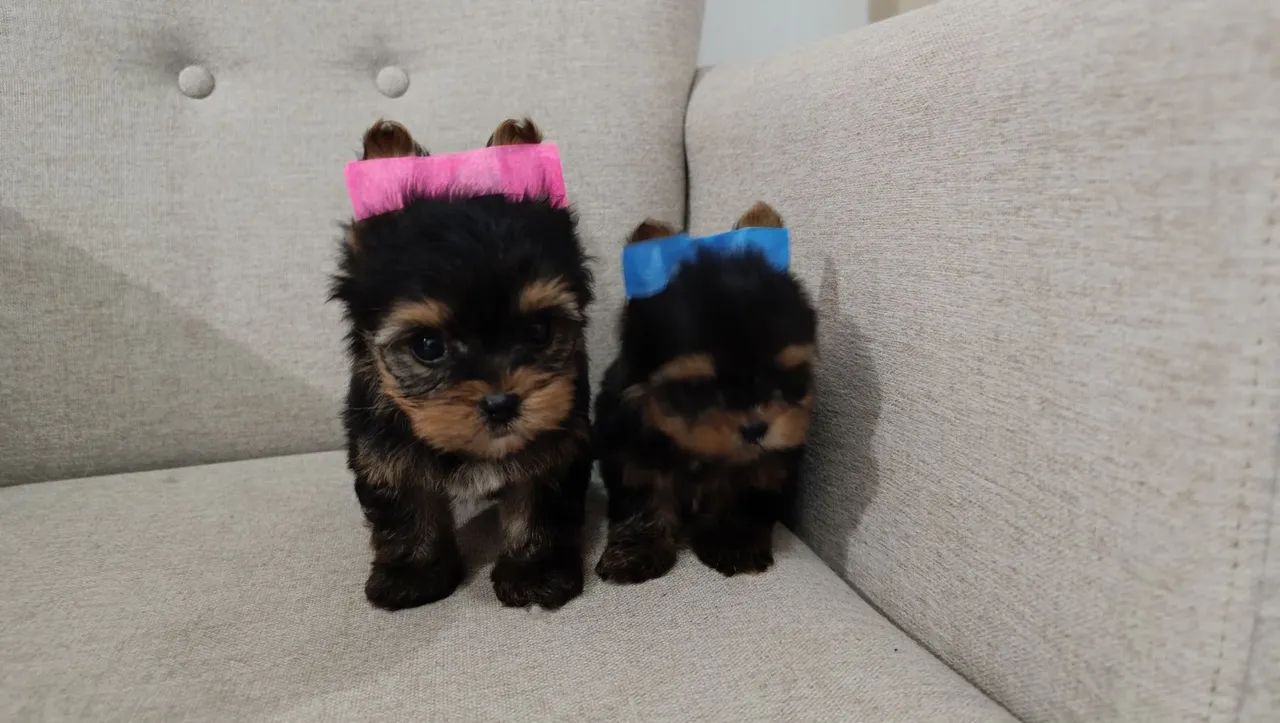 Yorkshire terrier pedigree CBKC  - Foto 3