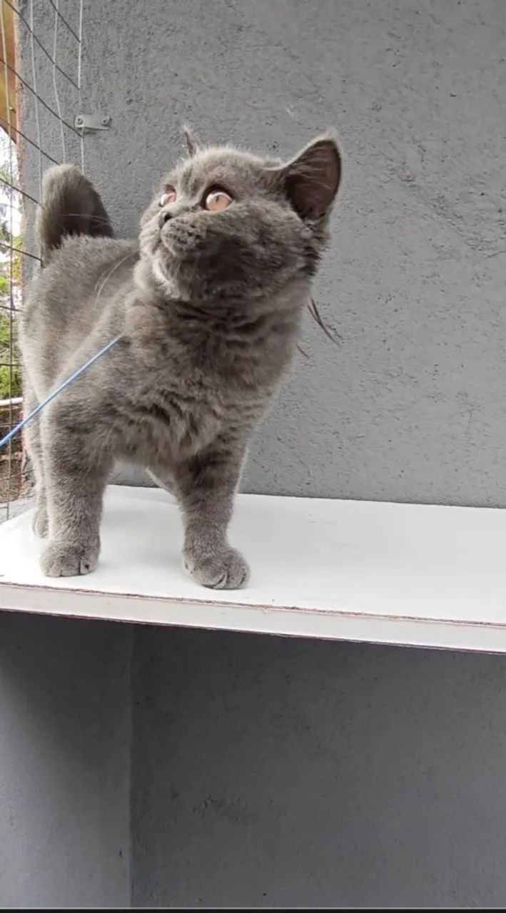 British Shorthair Macho Blue SP - Foto 4