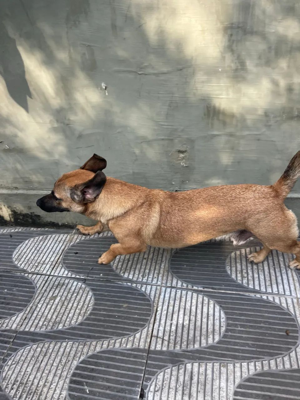 Shapey com Bacê para Doação  - Foto 2