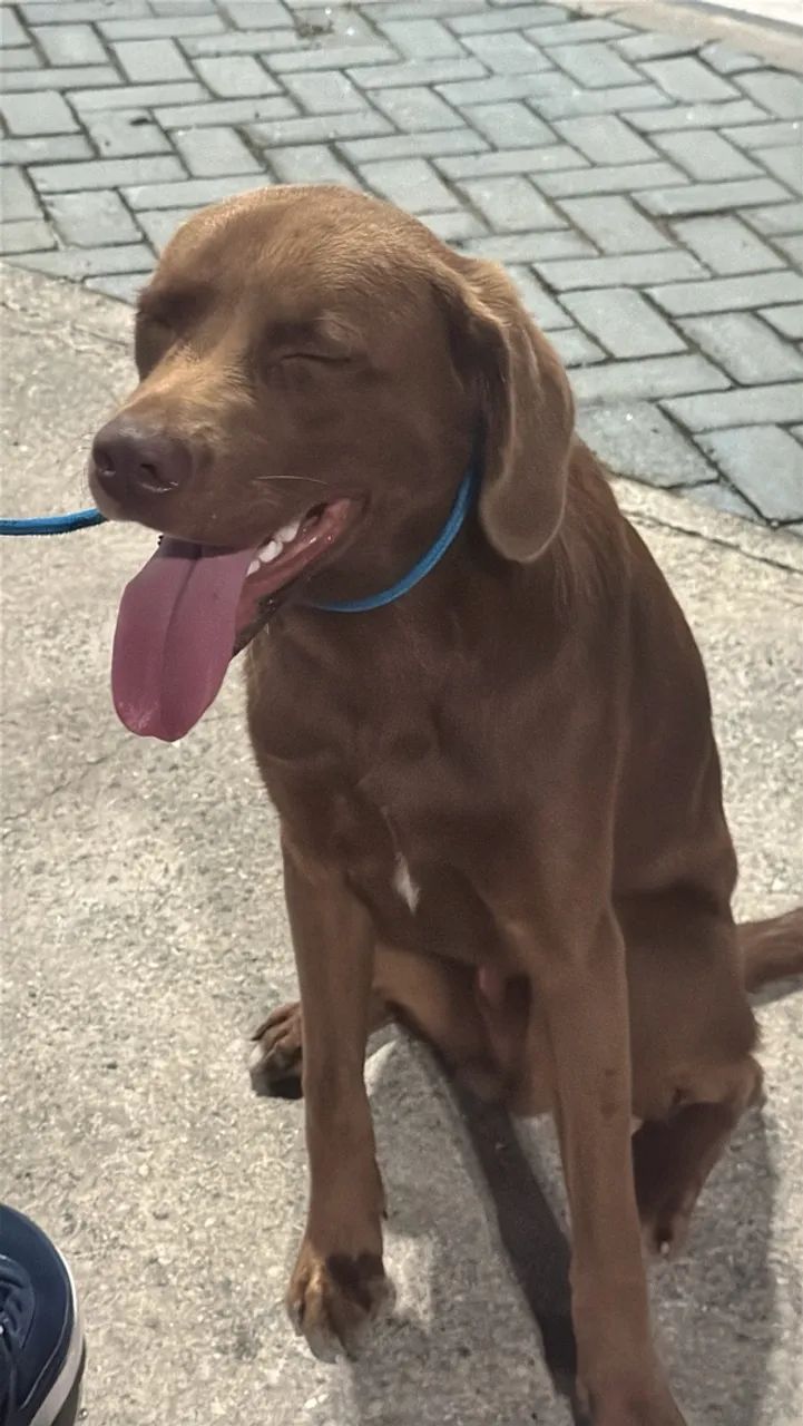 Adoção de cachorro, SRD, pai vira lata e mãe labrador.