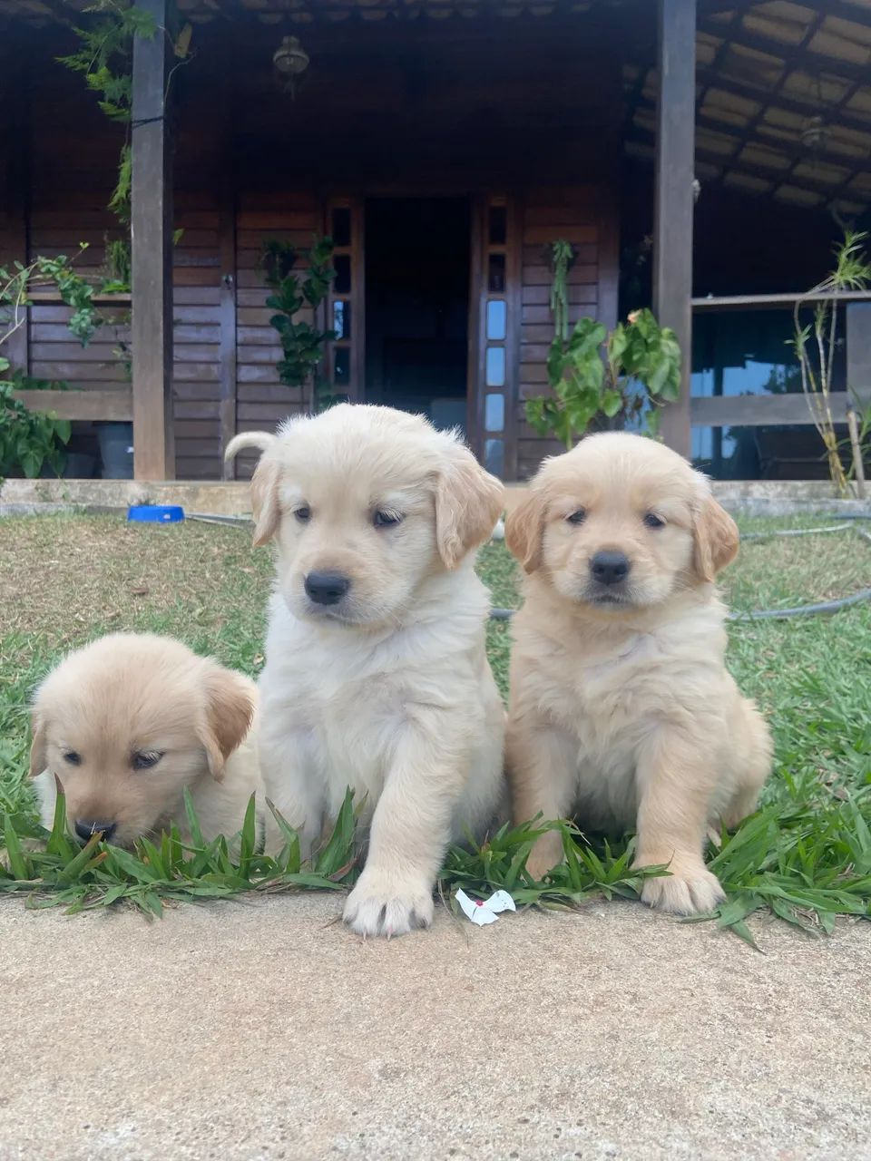 Golden retriever  - Foto 4
