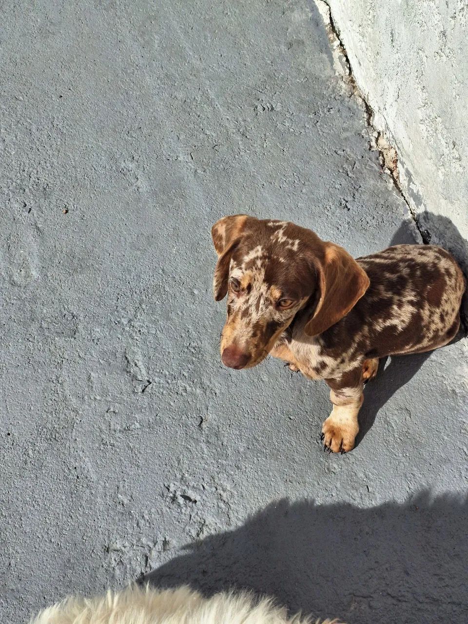 Casal de Daschund  - Foto 3
