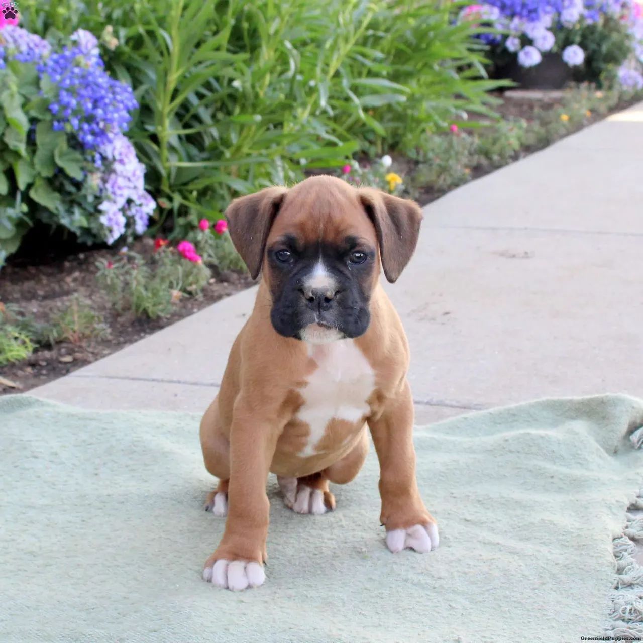 Boxer Lindo e disponível hoje 