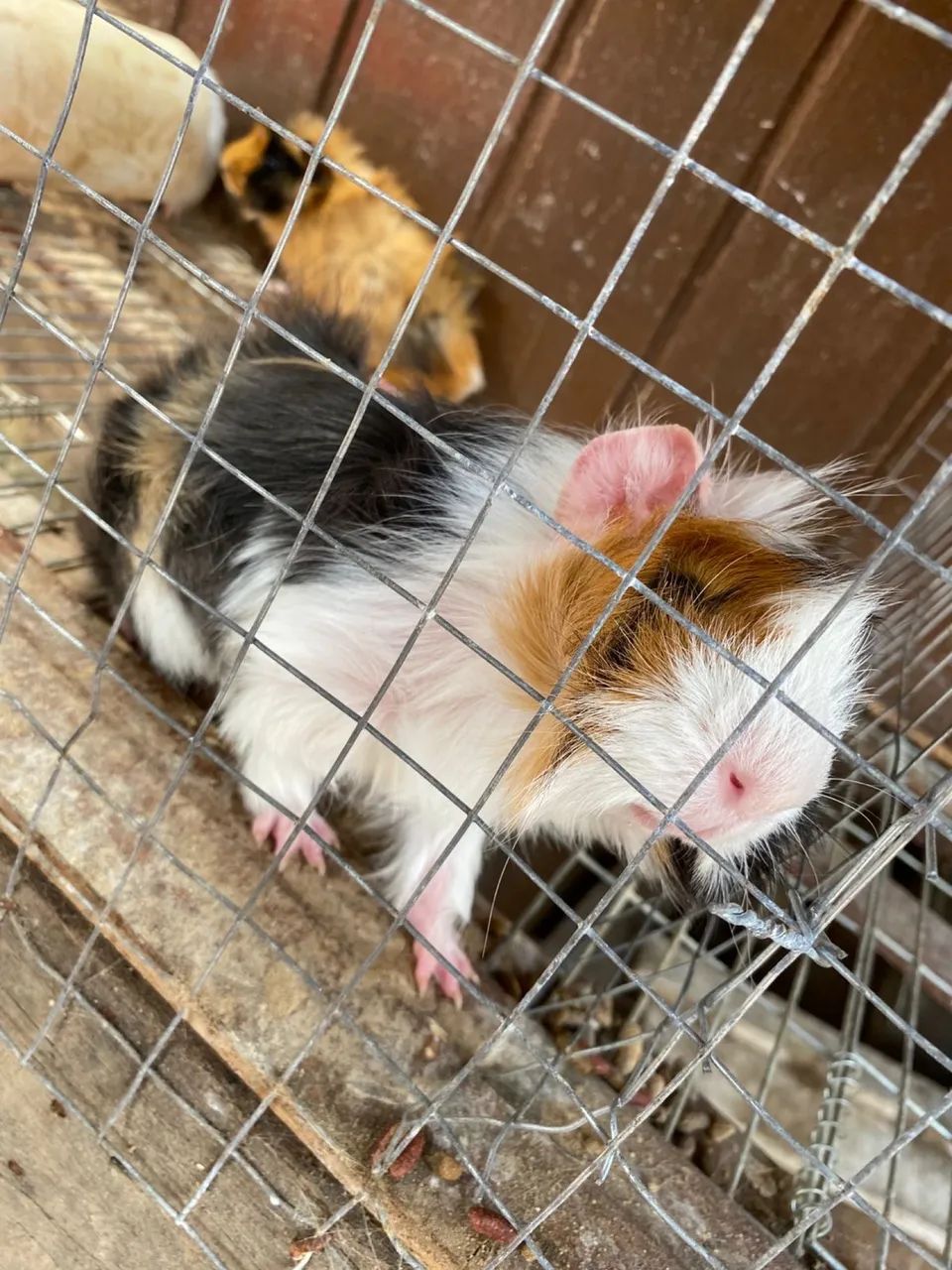 Porquinhos da india - Foto 2