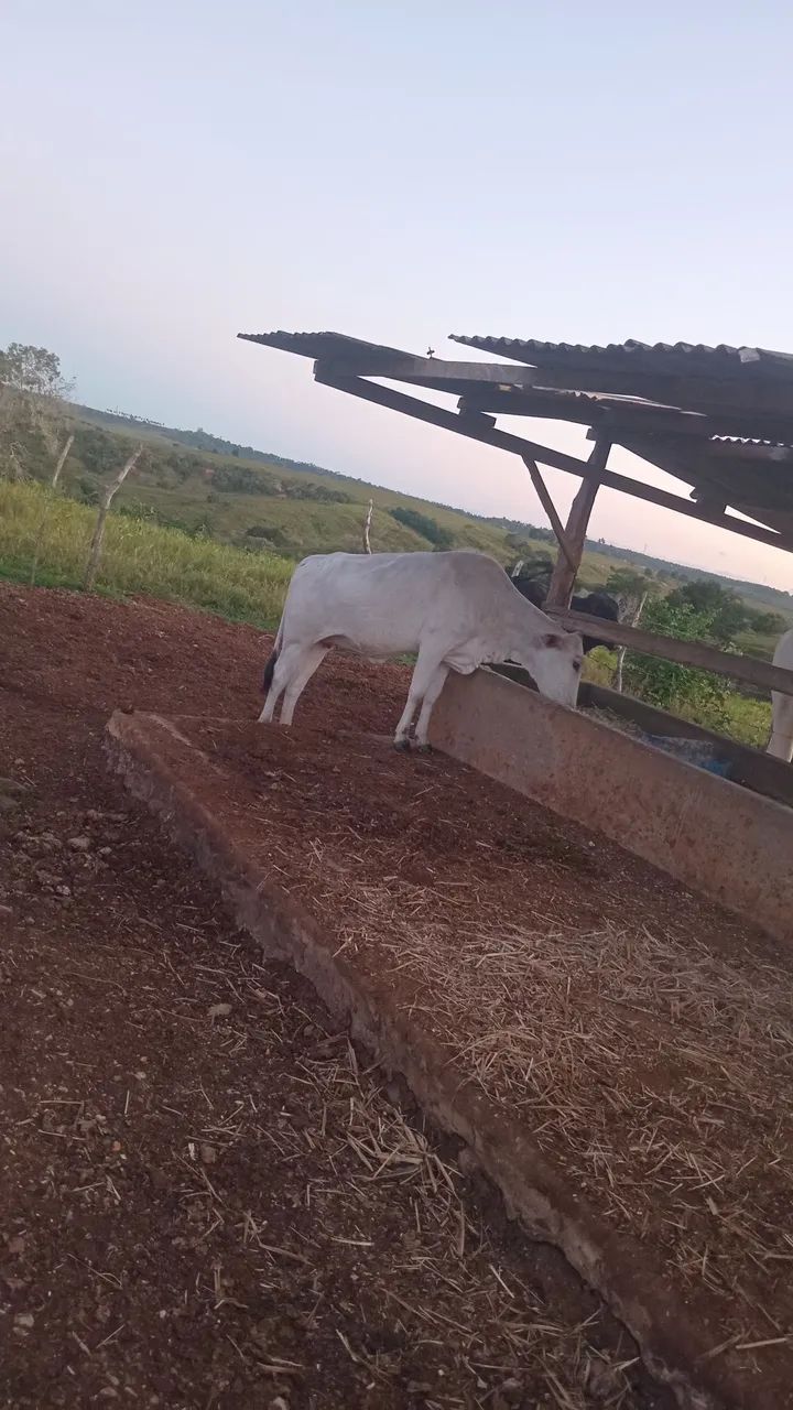 Vendo duas novilhas luxo - Foto 5