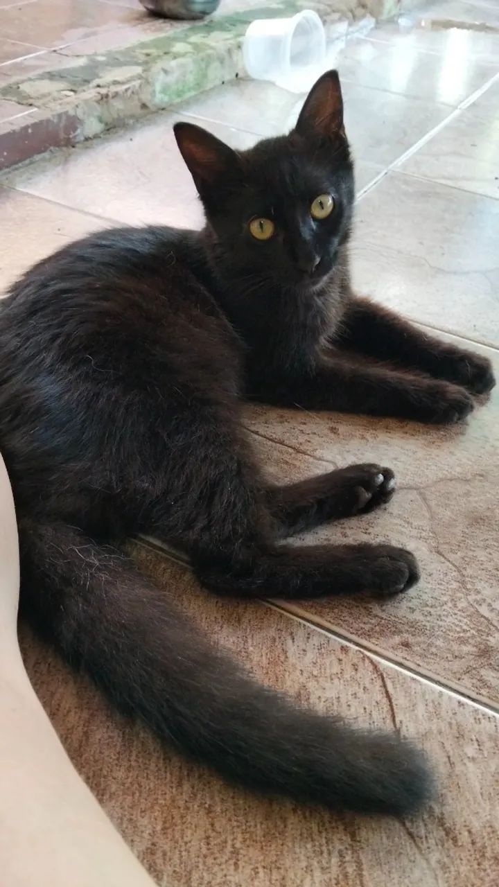 Gatinha dócil para adoção responsável 