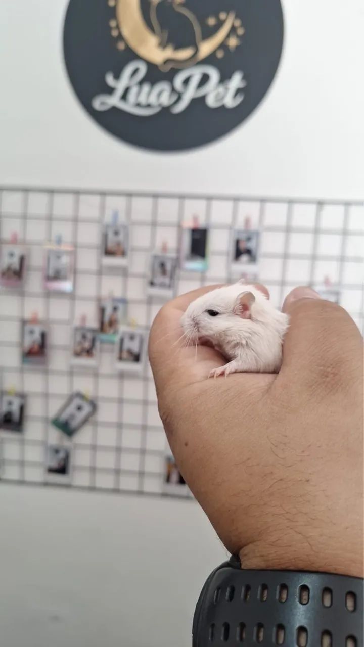 Gerbil (fêmea) - Foto 3