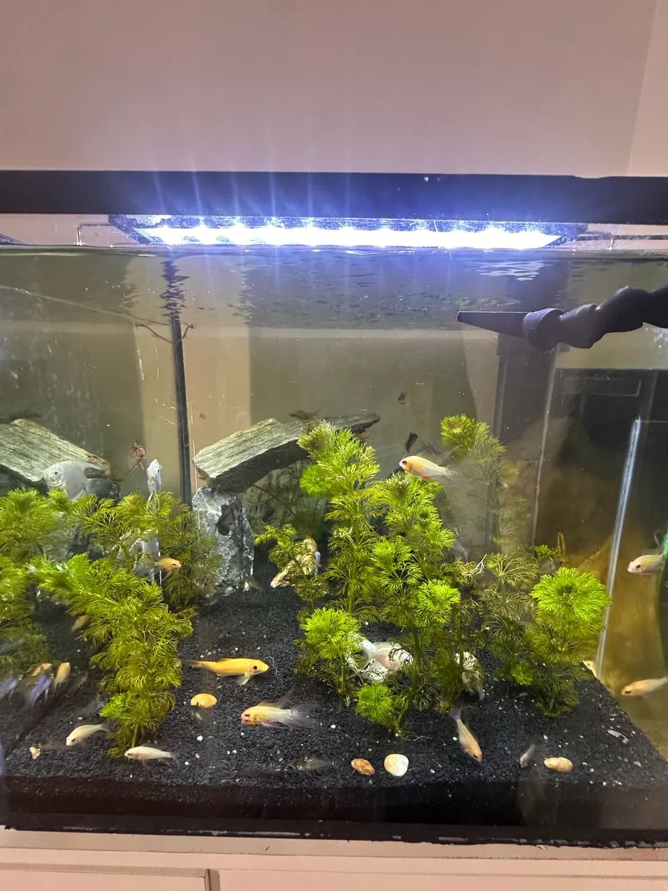 Aquário marinho 150Litros - Foto 3