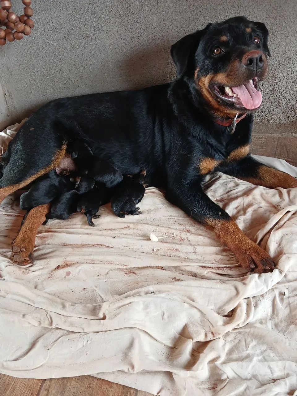 Venda-se rottweiler  - Foto 4