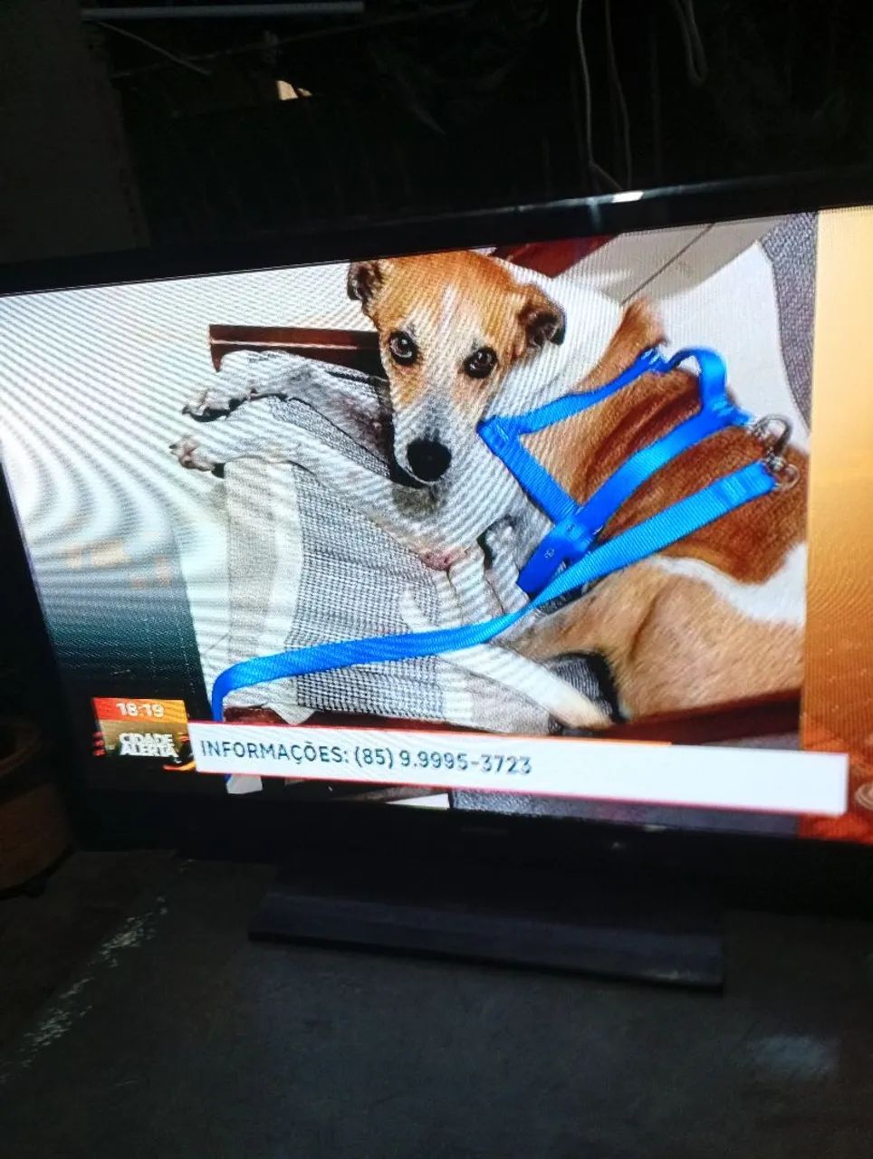 Tv nil plasma de 43 polegada sansug