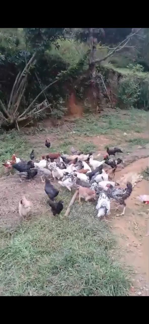Vende se galinhas 