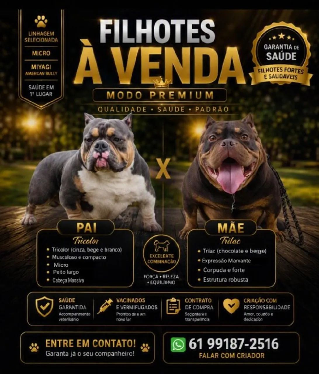American bully micro