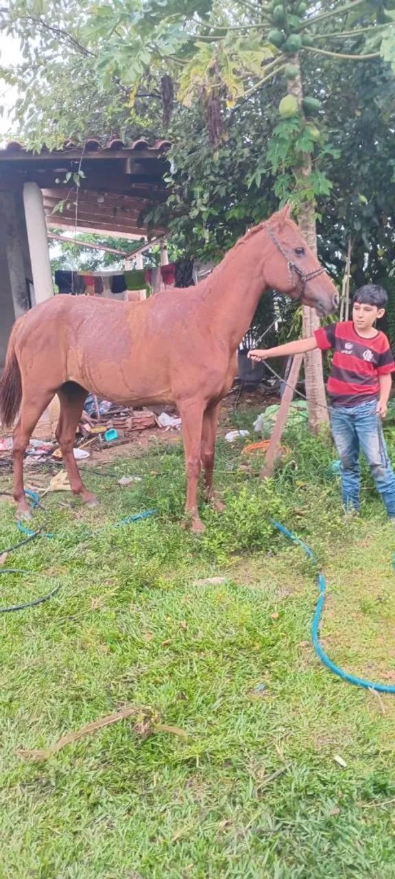 Égua QM extra de grande 