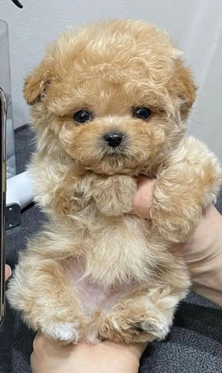 Poodle toy mine  - Foto 3