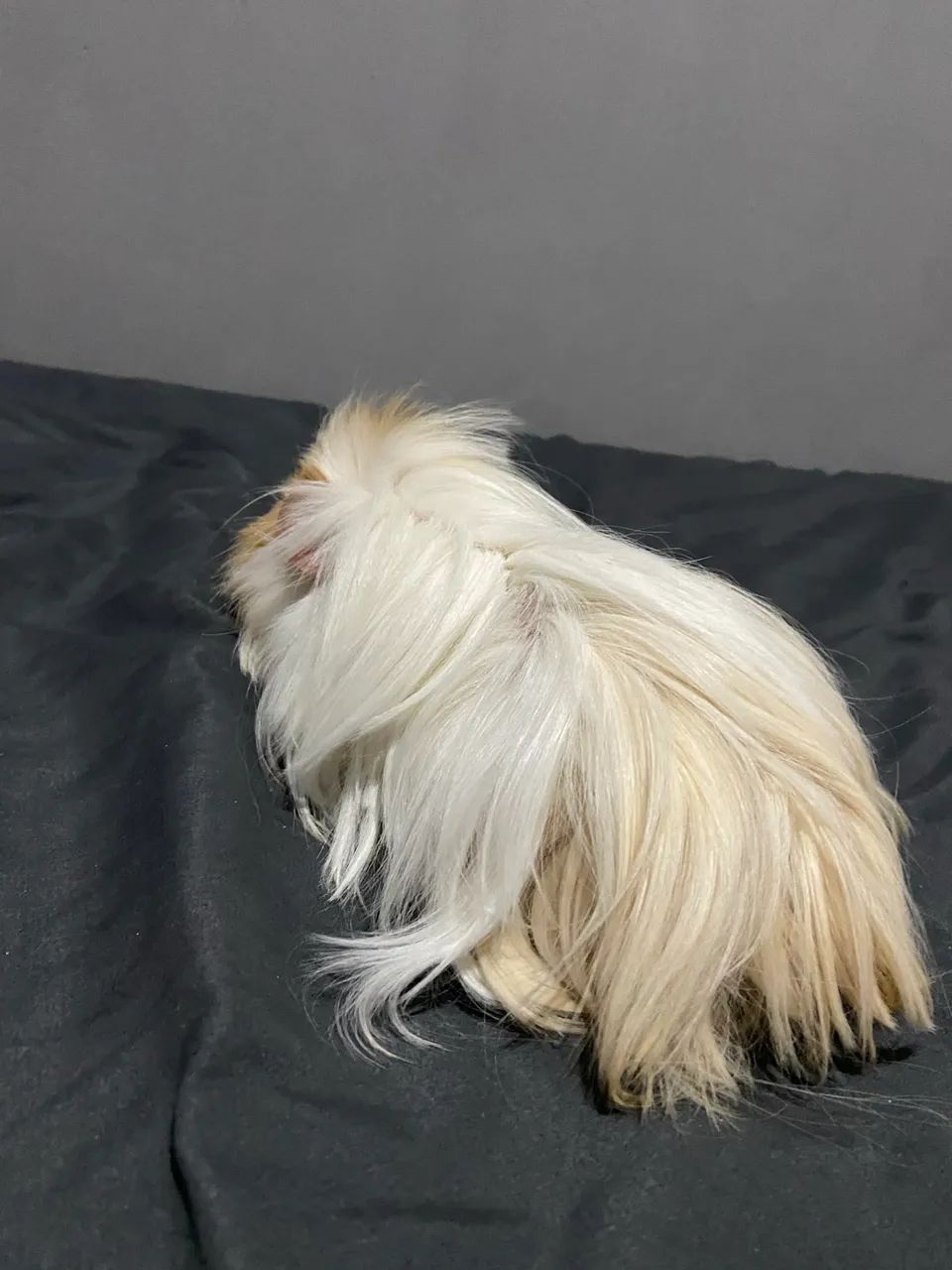 Porquinho da índia  - Foto 2