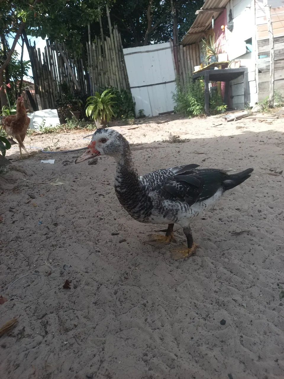 Pato - Foto 3