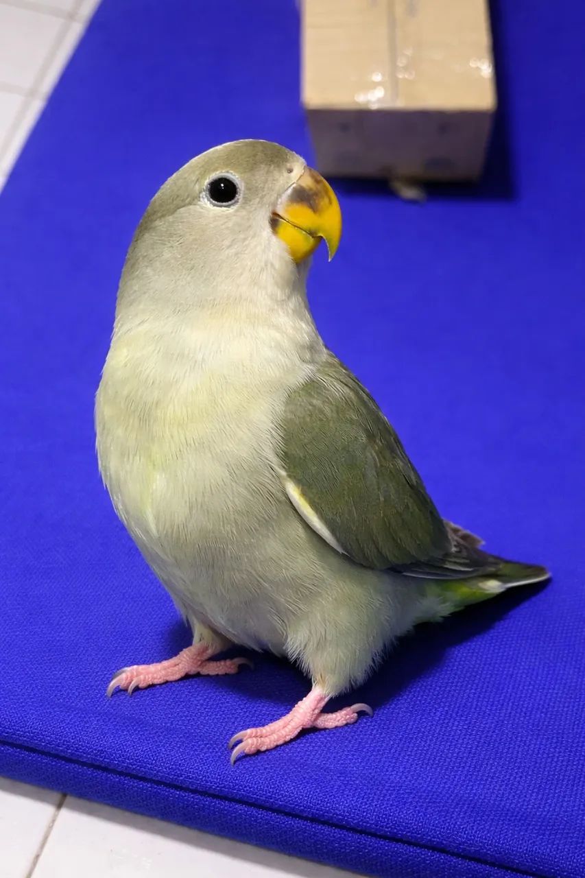 Agarponis pra vender 80$