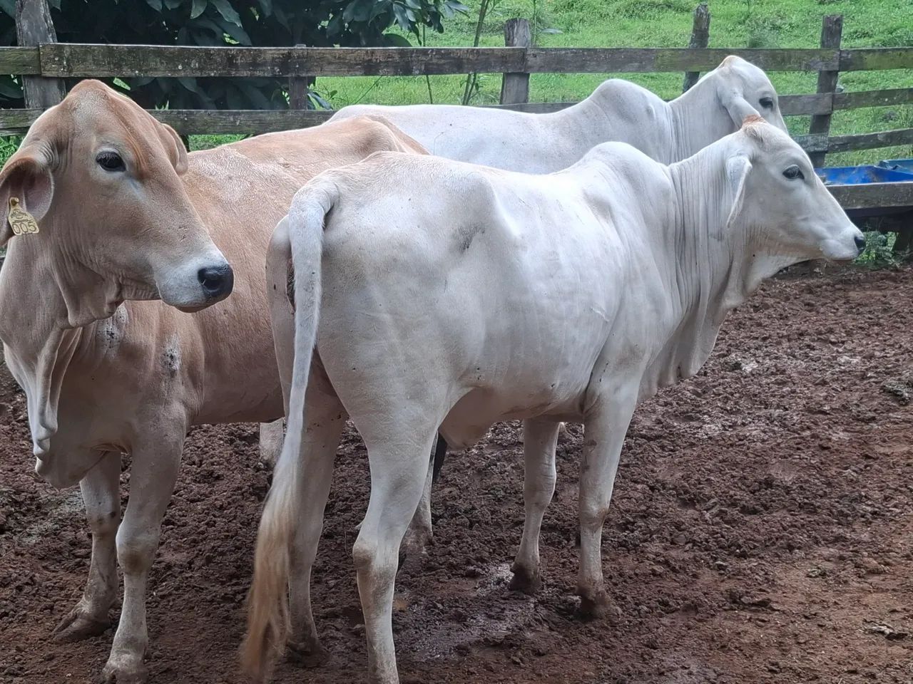 Venda de gado  - Foto 4