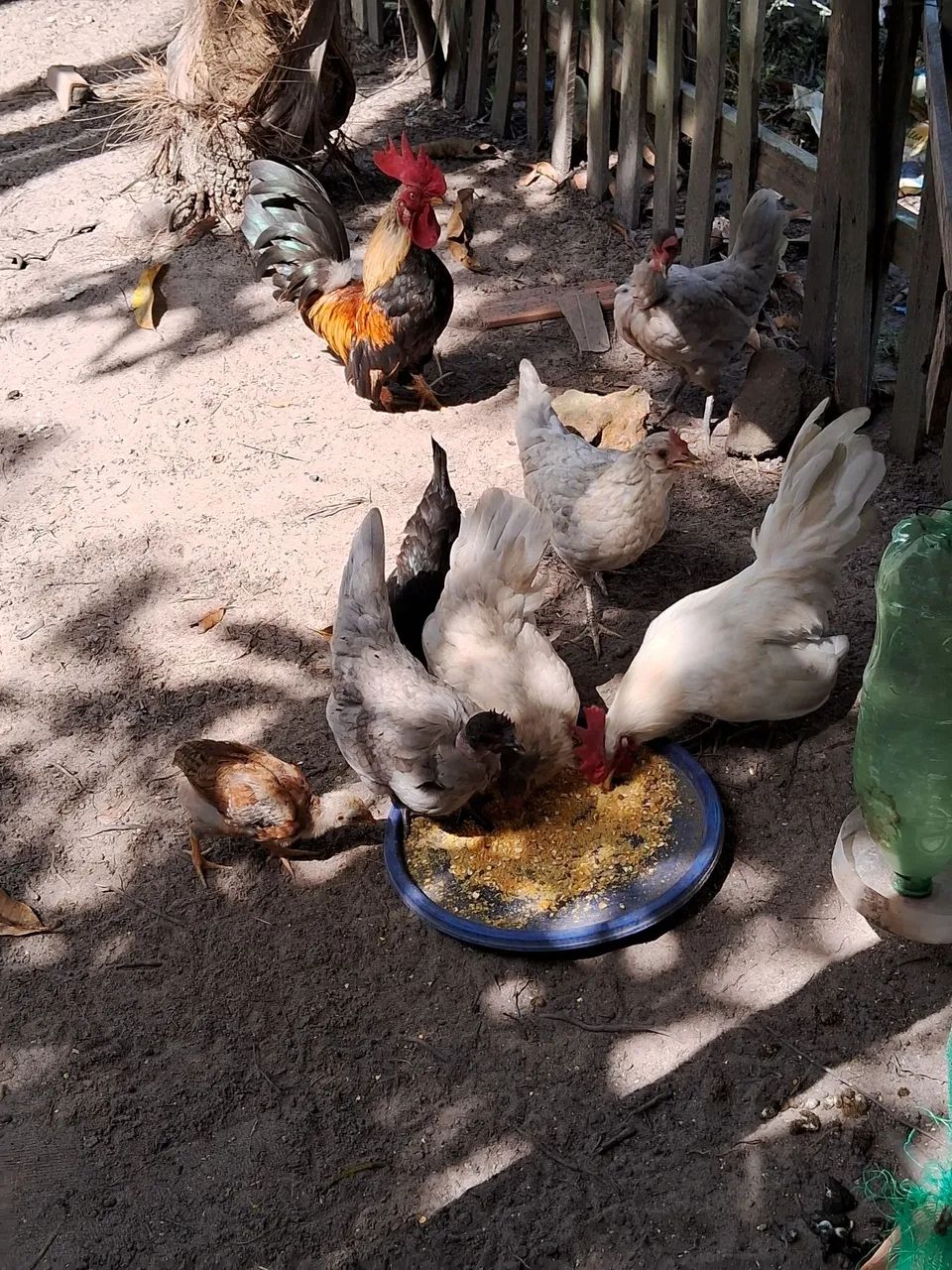 Aves  - Foto 5