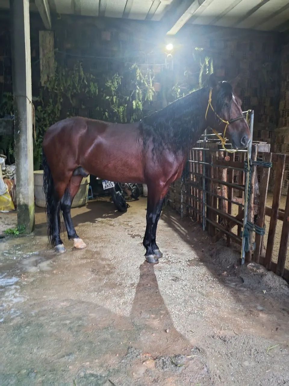 Cavalo 