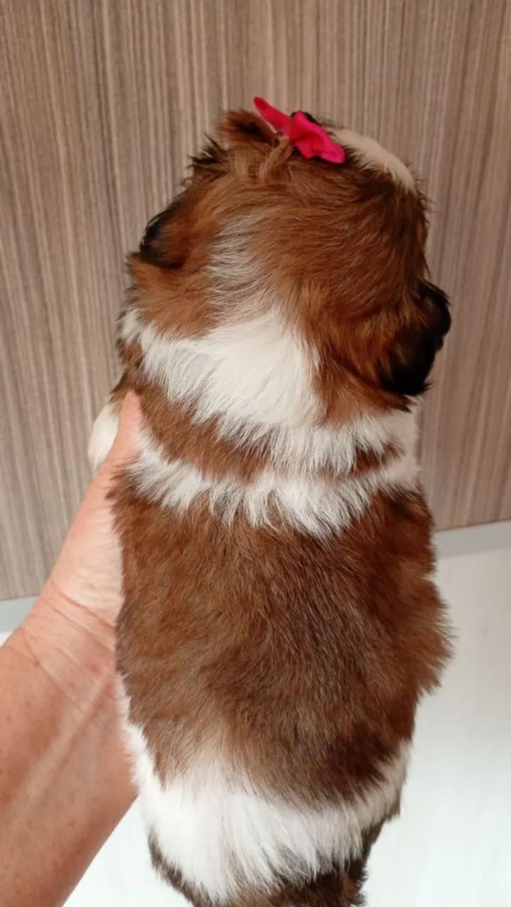 Mini shih tzu  - Foto 3