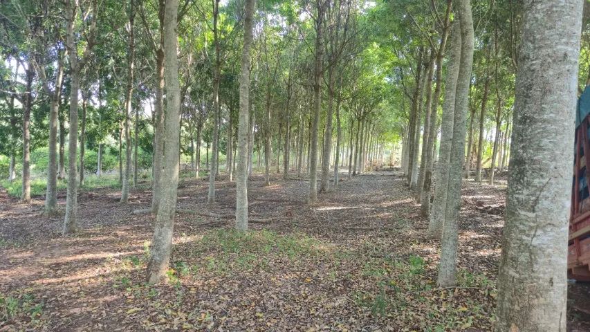 Propriedade com dois hectares em Jurupema - Foto 5