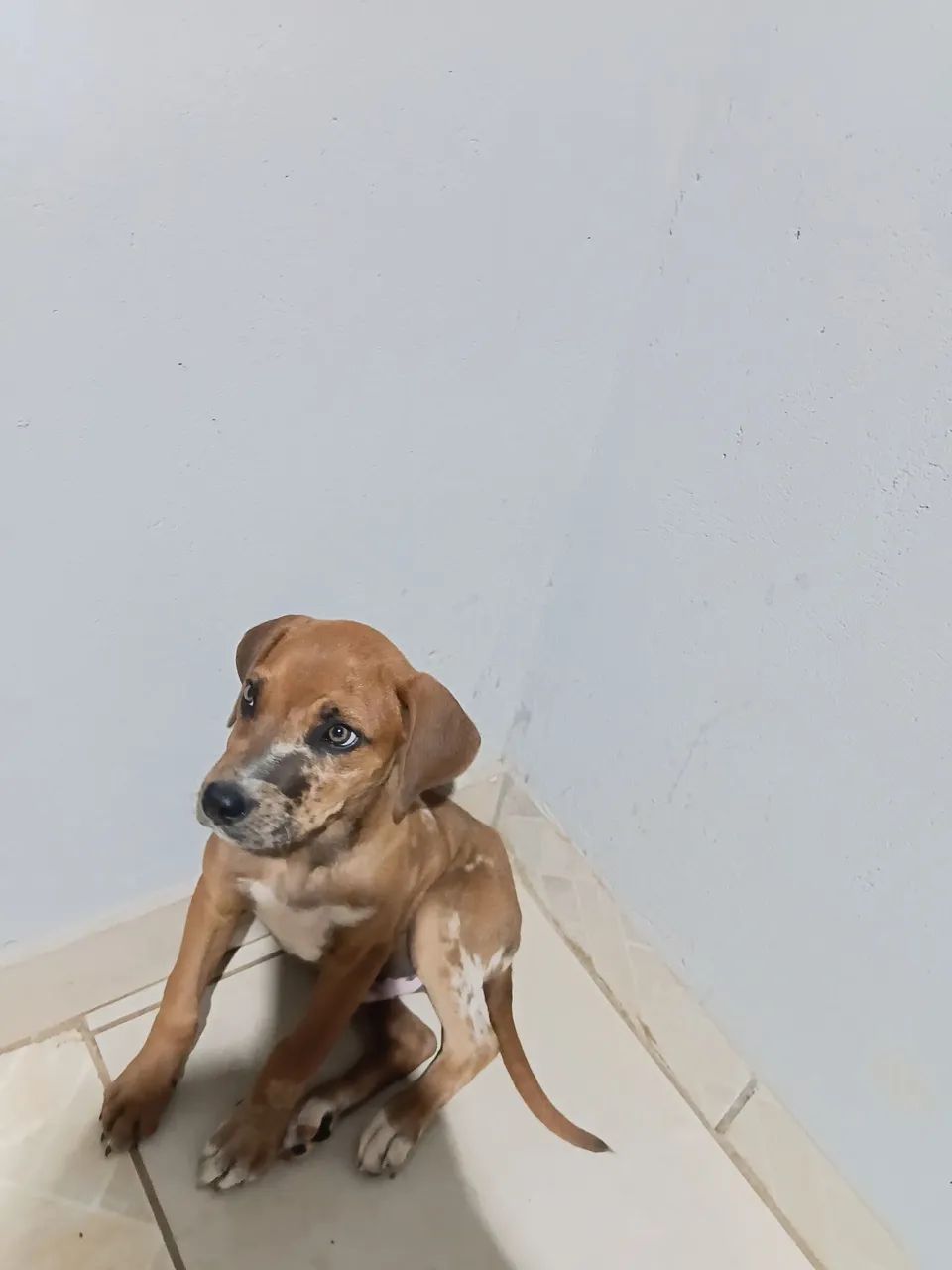Cachorros para adoção 