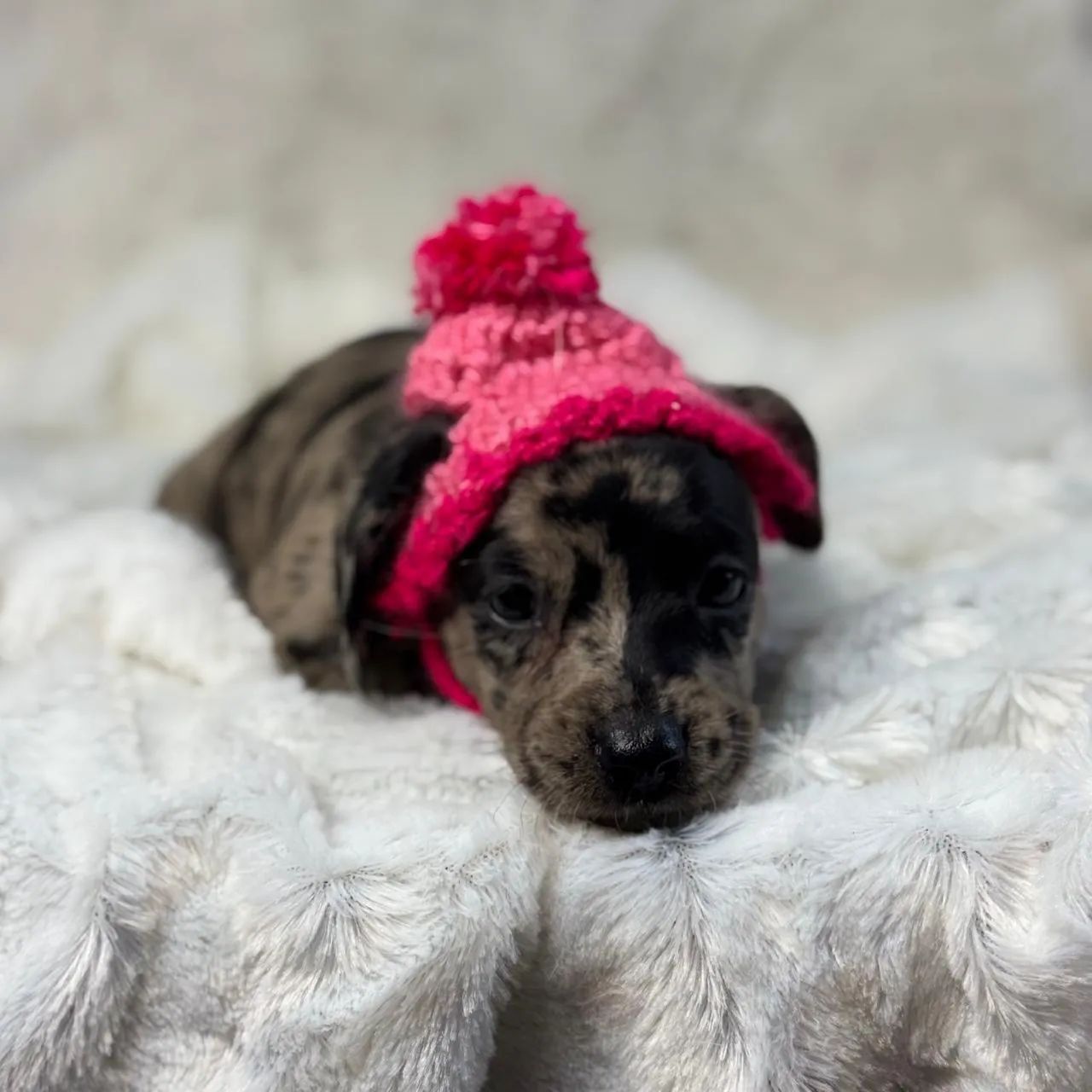 Dachshund Arlequim (Dapple)  - Foto 6