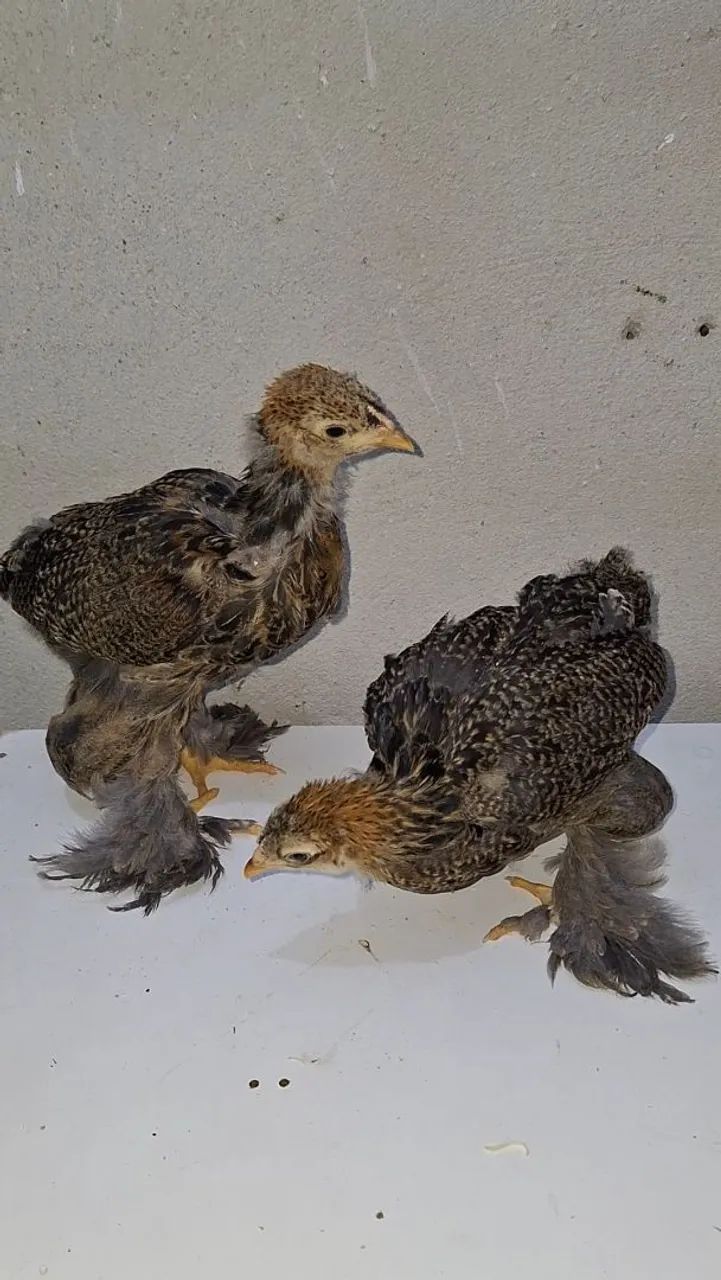Casal de brahma perdiz(filhotes)