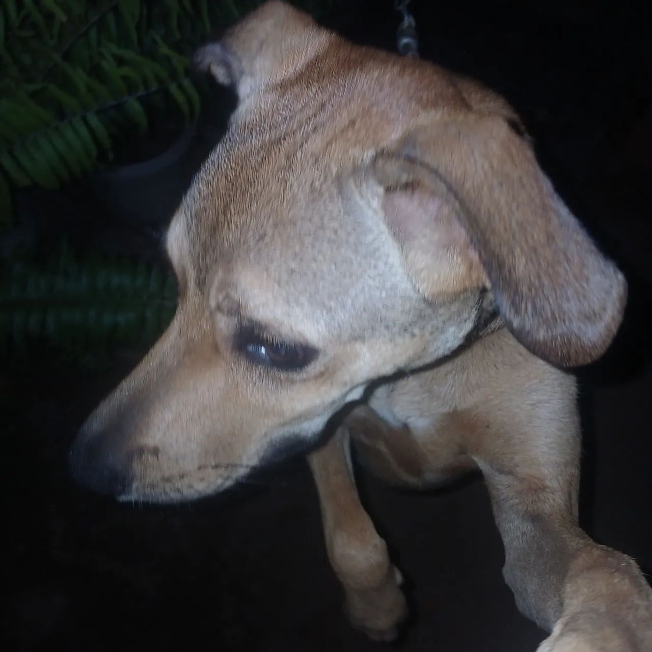 Cachorro macho - Foto 4