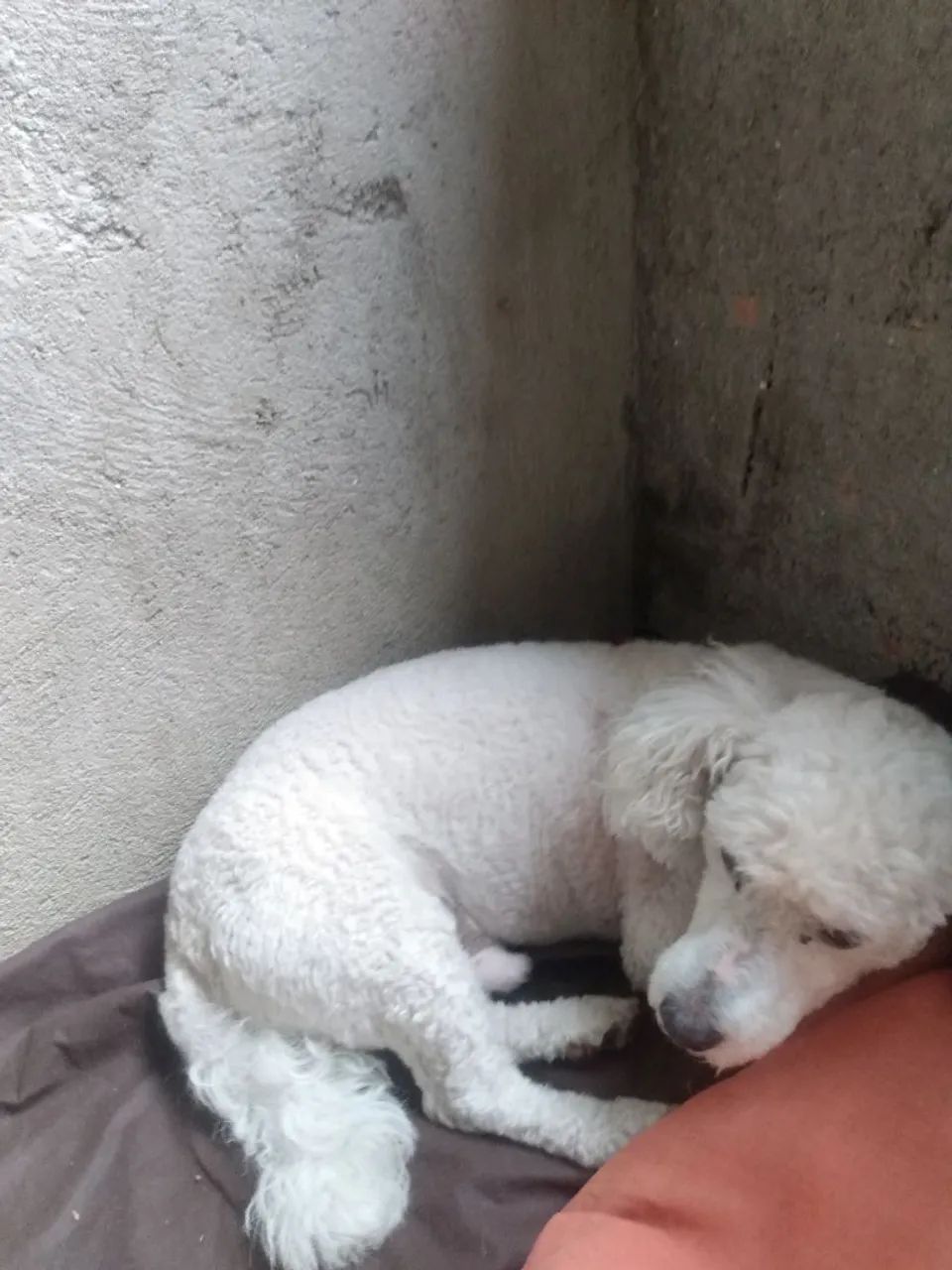 Doando o Doki - Poodle Sênior  - Foto 3