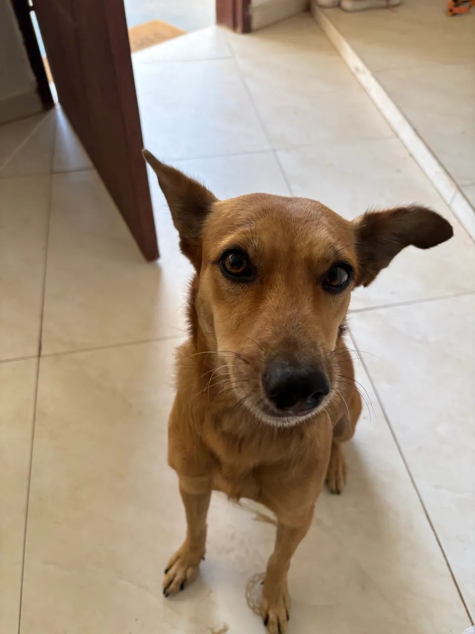 Adoção responsável  - Foto 2
