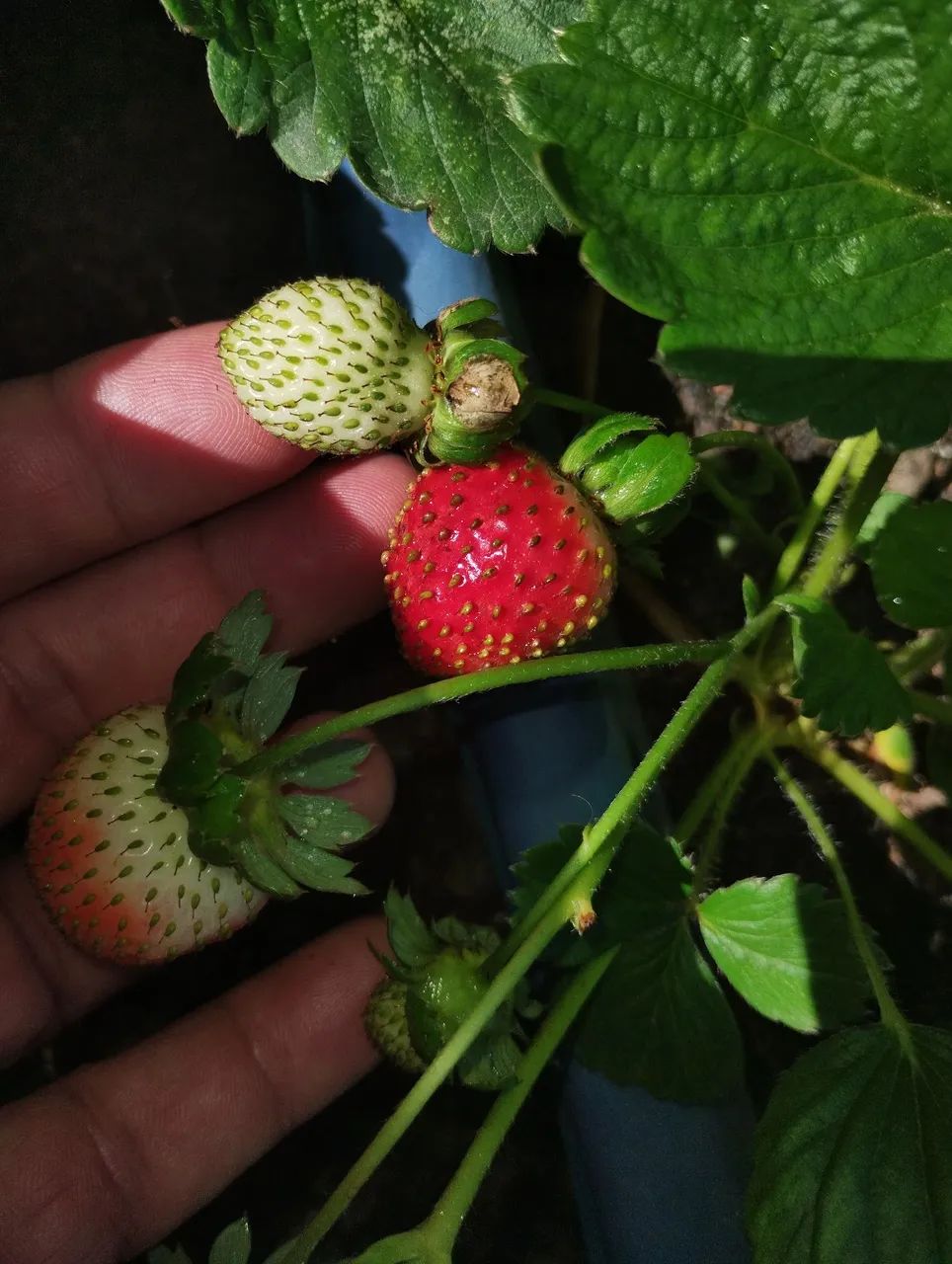 Mudas de morango com frutas  - Foto 3